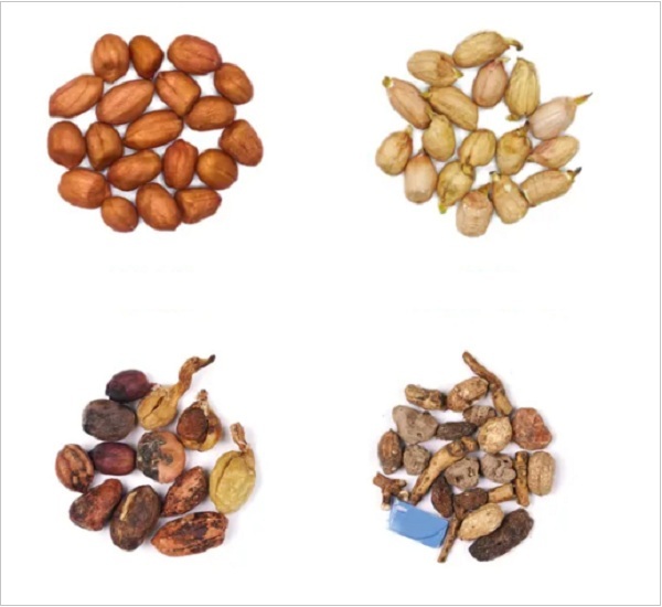 How About Peanuts Sorting Machine Performance ?