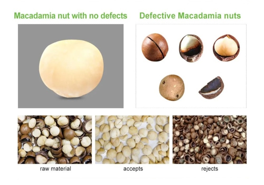 Macadamia color sorter in Guatemala