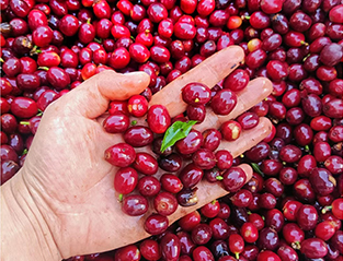 Coffee Cherry Color Sorter